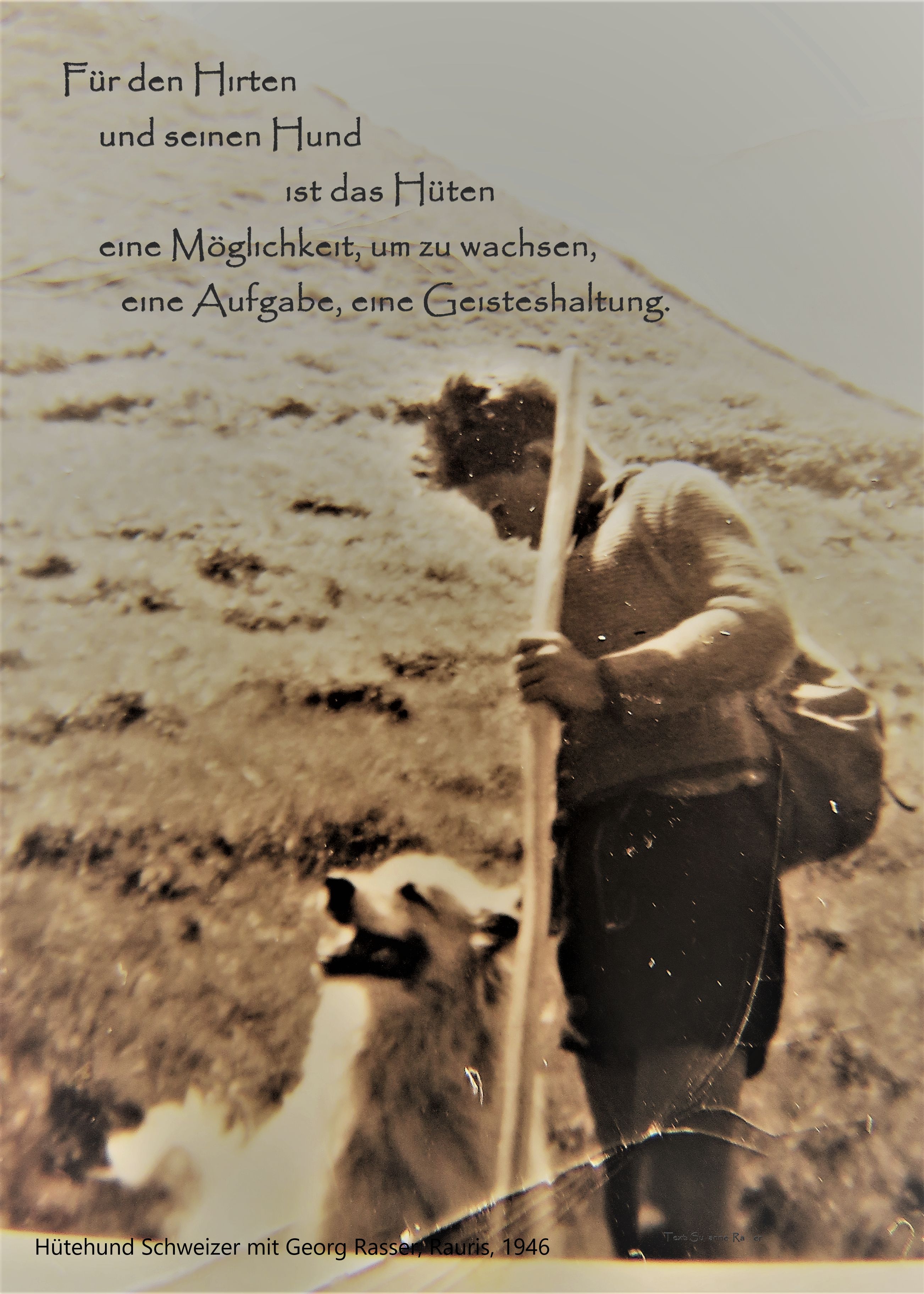 Schaf Ausstellung